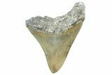Fossil Megalodon Tooth - Serrated Blade #365007-2
